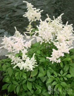 Menu Long Blooming Shade Garden Collection -Cheap Garden Twist Store 77251 bridal veil astilbe 3 1