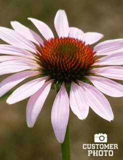 Menu Mid Summer Perennial Collection -Cheap Garden Twist Store 77255 2018 07 11 purple coneflower joan geraldson