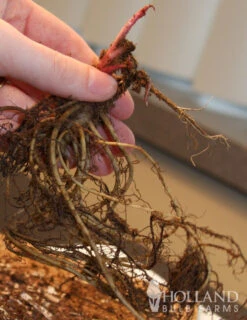 Menu Deer Resistant Sun Garden Collection -Cheap Garden Twist Store 77255 magnus purple coneflower 2 1