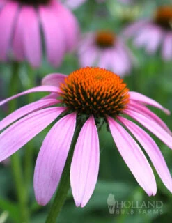 Menu Mid Summer Perennial Collection -Cheap Garden Twist Store 77255 magnus purple coneflower