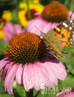 Menu Deer Resistant Sun Garden Collection -Cheap Garden Twist Store 77255 magnus purple coneflower 3 1