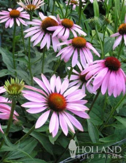Menu Deer Resistant Sun Garden Collection -Cheap Garden Twist Store 77255 magnus purple coneflower 4 1
