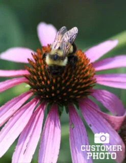 Menu Deer Resistant Sun Garden Collection -Cheap Garden Twist Store 77255 magnus purple coneflower 5 1