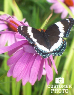 Menu Deer Resistant Sun Garden Collection -Cheap Garden Twist Store 77255 magnus purple coneflower 6