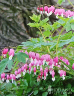 Menu Deer Resistant Shade Garden Collection -Cheap Garden Twist Store 77256 bleeding hearts 2