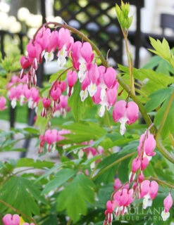 Menu Deer Resistant Shade Garden Collection -Cheap Garden Twist Store 77256 bleeding hearts