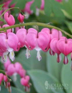 Menu Deer Resistant Shade Garden Collection -Cheap Garden Twist Store 77256 pink bleeding hearts 3