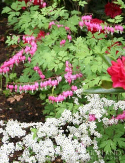 Menu Deer Resistant Shade Garden Collection -Cheap Garden Twist Store 77256 pink bleeding hearts 5