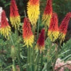 Menu Red Hot Poker - Torch Lily Value Bag