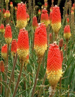 Menu Red Hot Poker - Torch Lily Value Bag -Cheap Garden Twist Store 77259 red hot poker torch lily 3