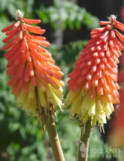 Menu Red Hot Poker - Torch Lily Value Bag -Cheap Garden Twist Store 77259 red hot poker torch lily 4