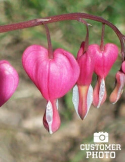 Menu Pink Bleeding Hearts Value Pack -Cheap Garden Twist Store 77260 pink bleeding hearts value pack 4