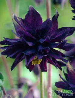 Menu Part Sun Perennial Garden Collection -Cheap Garden Twist Store 77274 black barlow columbine 2