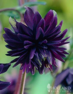 Menu Part Sun Perennial Garden Collection -Cheap Garden Twist Store 77274 black barlow columbine 3