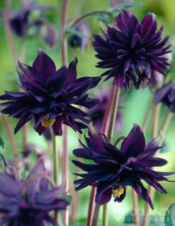 Menu Part Sun Perennial Garden Collection -Cheap Garden Twist Store 77274 black barlow columbine 4