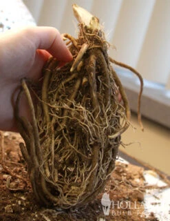 Menu Red, White And Blue Shade Garden -Cheap Garden Twist Store 77275 big daddy hosta 2 1