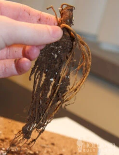 Menu Sunny Perennial Mailbox Garden -Cheap Garden Twist Store 77276 birch double cranesbill 2