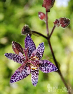 Menu Deer Resistant Shade Garden Collection -Cheap Garden Twist Store 77277 blue wonder toad lily