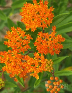 Menu Butterfly Weed -Cheap Garden Twist Store 77279 butterfly weed