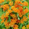 Menu Butterfly Weed