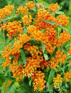 Menu Deer Resistant Sun Garden Collection -Cheap Garden Twist Store 77279 butterfly weed 3 2