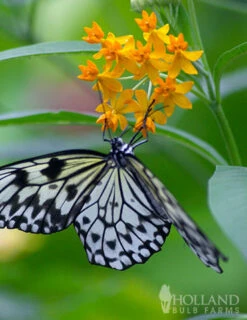 Menu Butterfly Weed -Cheap Garden Twist Store 77279 butterfly weed 4