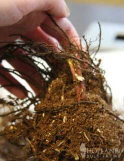 Menu Ferns & Begonias Collection -Cheap Garden Twist Store 77286 lady fern 2