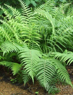 Menu Ferns & Begonias Collection -Cheap Garden Twist Store 77286 lady fern