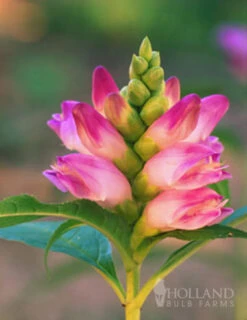 Menu Long Blooming Shade Garden Collection -Cheap Garden Twist Store 77291 rose turtlehead 2
