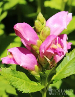 Menu Long Blooming Shade Garden Collection -Cheap Garden Twist Store 77291 rose turtlehead