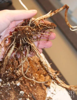 Menu Long Blooming Shade Garden Collection -Cheap Garden Twist Store 77291 rose turtlehead 3