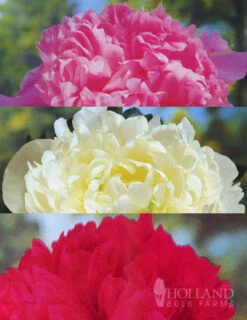 Menu Peony Collection