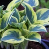 Menu First Frost Hosta