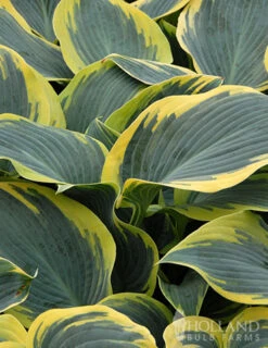 Menu First Frost Hosta -Cheap Garden Twist Store 77350 first frost hosta 4