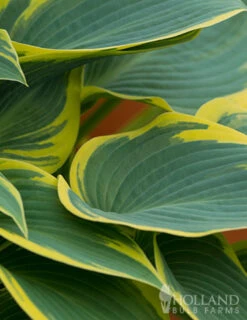 Menu First Frost Hosta -Cheap Garden Twist Store 77350 first frost hosta 5