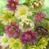 Menu Double Queen Hellebores