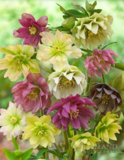 Menu Double Queen Hellebores