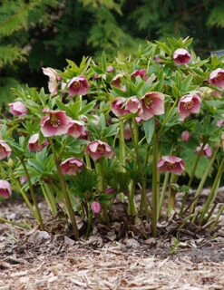 Menu Double Queen Hellebores -Cheap Garden Twist Store 77356 double queen hellebores 3