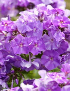 Menu Tall Phlox Collection -Cheap Garden Twist Store 77367 blue boy tall phlox