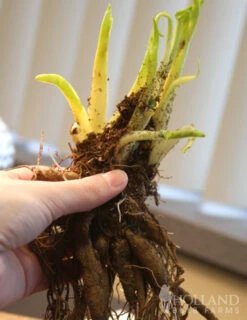 Menu Little Grapette Daylily -Cheap Garden Twist Store 77372 little grapette daylily 4