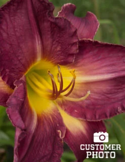 Menu Little Grapette Daylily -Cheap Garden Twist Store 77372 little grapette daylily 5