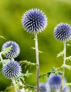 Menu Drought Tolerant Perennial Garden Collection -Cheap Garden Twist Store 77376 blue globe thistle