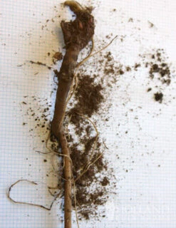 Menu Drought Tolerant Perennial Garden Collection -Cheap Garden Twist Store 77376 veitchs blue globe thistle 2