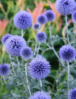 Menu Drought Tolerant Perennial Garden Collection -Cheap Garden Twist Store 77376 veitchs blue globe thistle