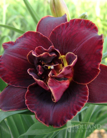 Menu Night Embers Daylily 1 Menu Night Embers Daylily