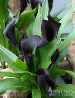 Menu Fairytale Calla Lily Collection -Cheap Garden Twist Store 77420 black star calla lily 2