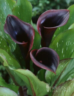 Menu Fairytale Calla Lily Collection -Cheap Garden Twist Store 77420 black star calla lily