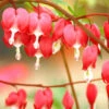Menu Valentine Red Bleeding Heart