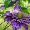 Menu Multi-Blue Double Flowering Clematis