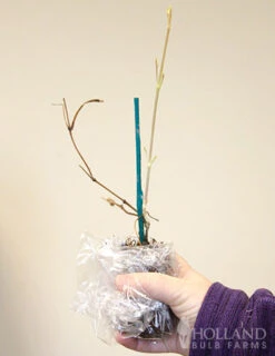 Menu Multi-Blue Double Flowering Clematis -Cheap Garden Twist Store 77454 multi blue double flowering clematis 3